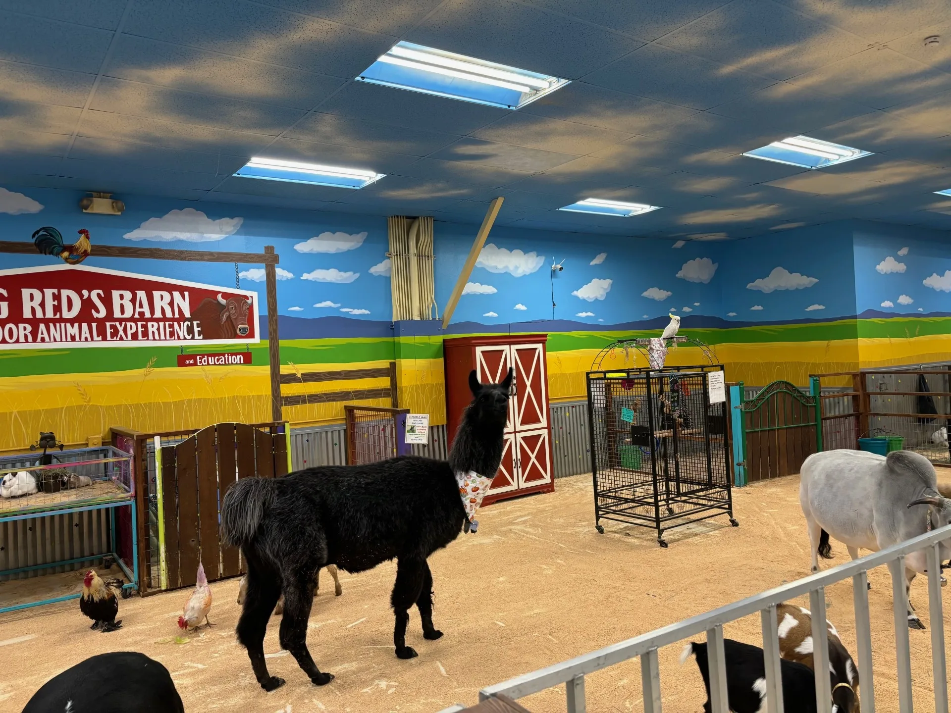 Pets on the main barn floor